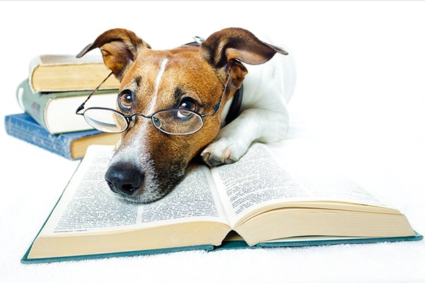 Подборка новых книг из фондов городских библиотек,  где в названиях встречаются упоминания о собаках.
